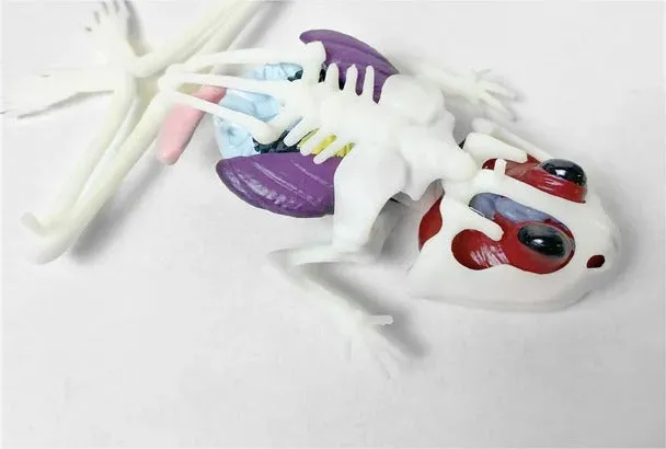 Dissect-It® Frog Lab