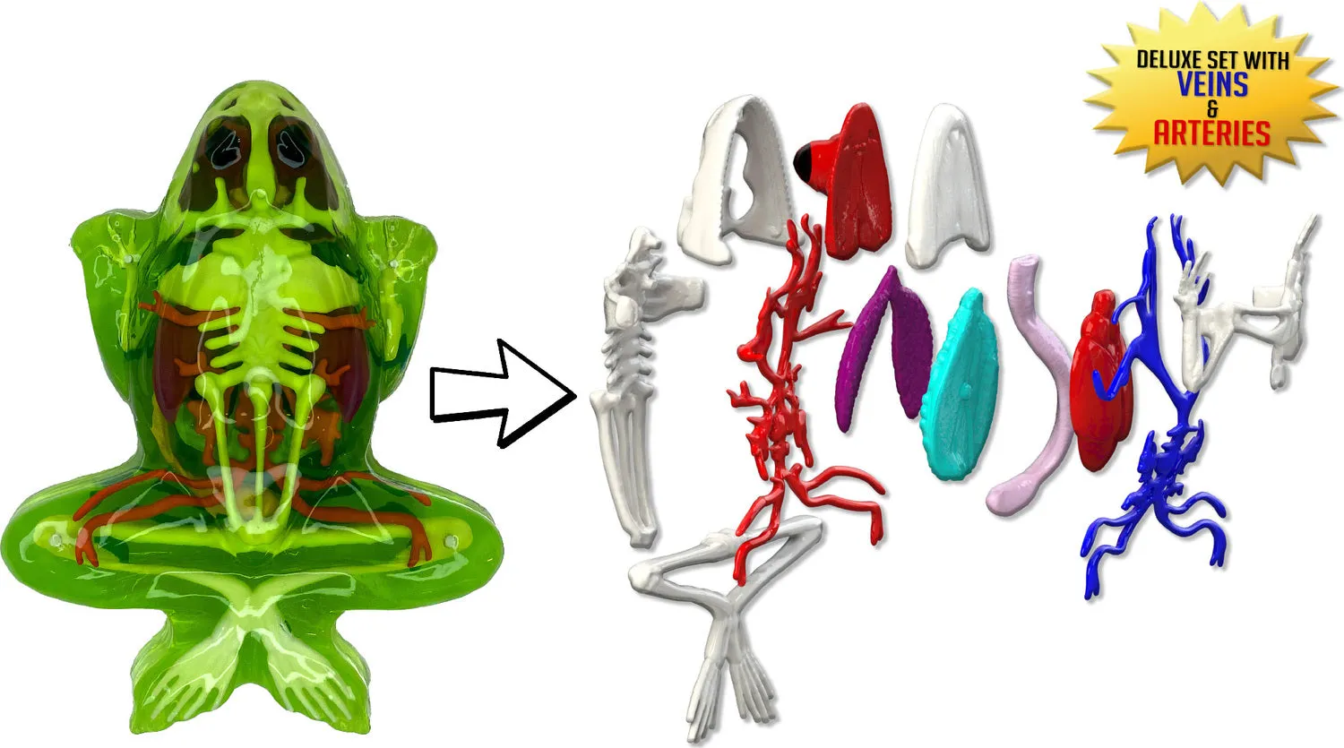 Dissect-It® Frog Lab